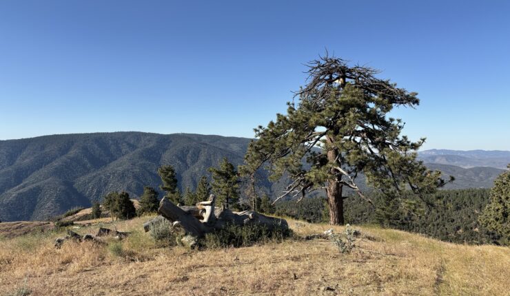 Up on Tecuya Mountain