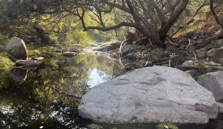 Way up in Elfin Forest