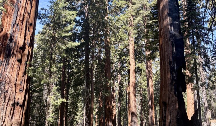 Exploring the Congress Trail – Sequoia National Park